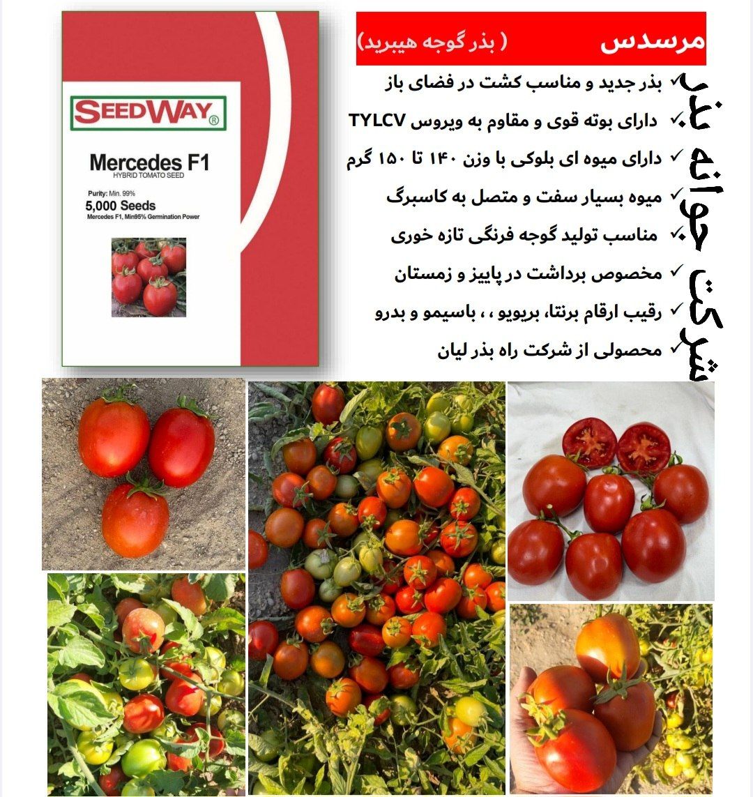 بذر گوجه فرنگی مرسدس هیبرید تخم مرغی زودرس ۷۵ روزه