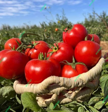 معرفی بهترین بذر گوجه فرنگی زودرس و مقاوم برای کشت در جنوب ایرا