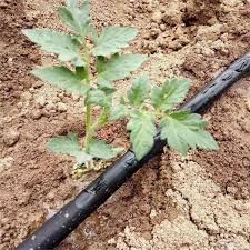 آبیاری اصولی گوجه فرنگی