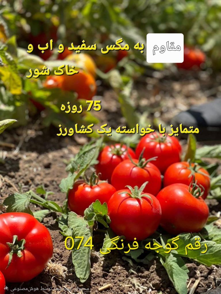 قیمت و خرید بذر گوجه-اراز بذر