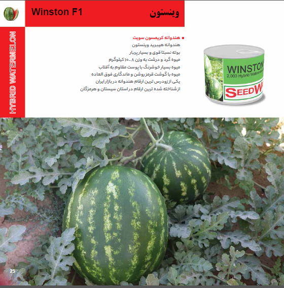 بذر هندوانه وینستون