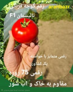 ده رقم گوجه فرنگی هیبرید مقاوم به اتشک