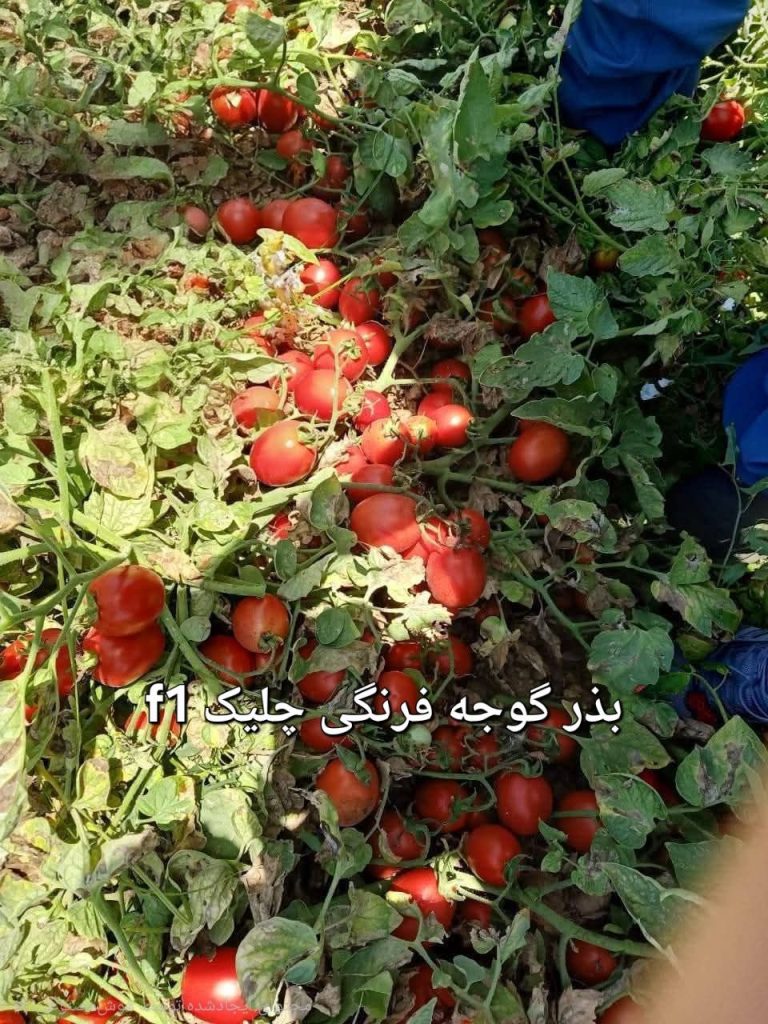 بهترین بذر گوجه فرنگی مناسب صادرات و فرآوری