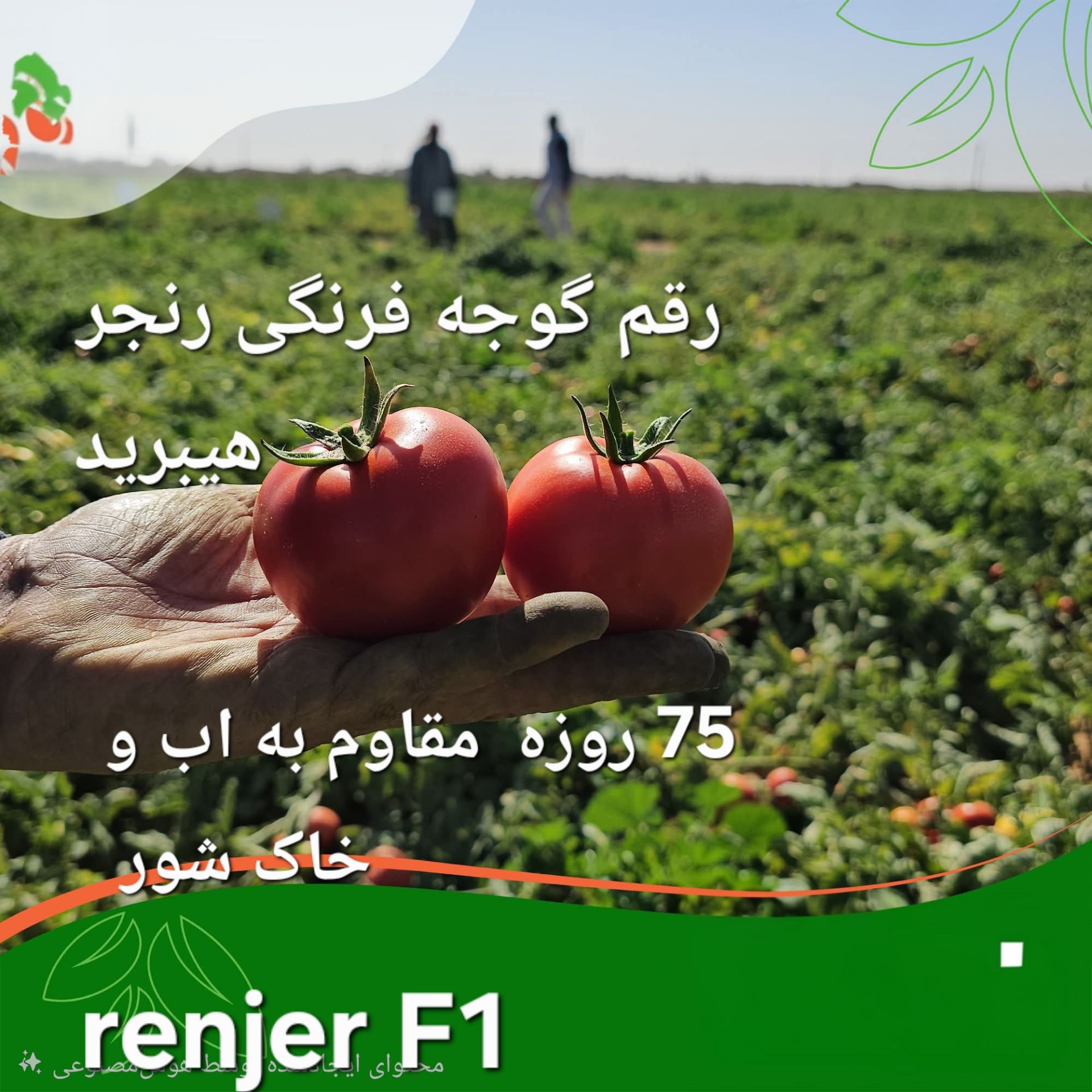 بذر گوجه فرنگی گرد جایگزین رقم گران قیمت