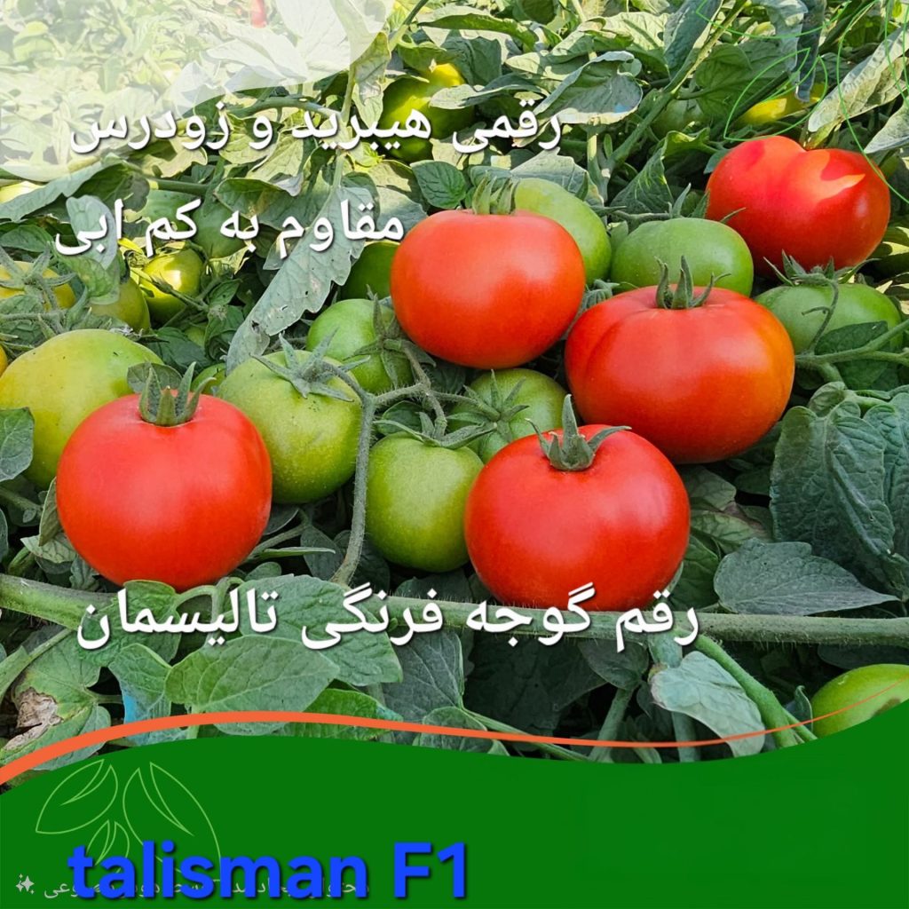 بهترین بذر گوجه فرنگی پربازده قابل کشت در کل ایران