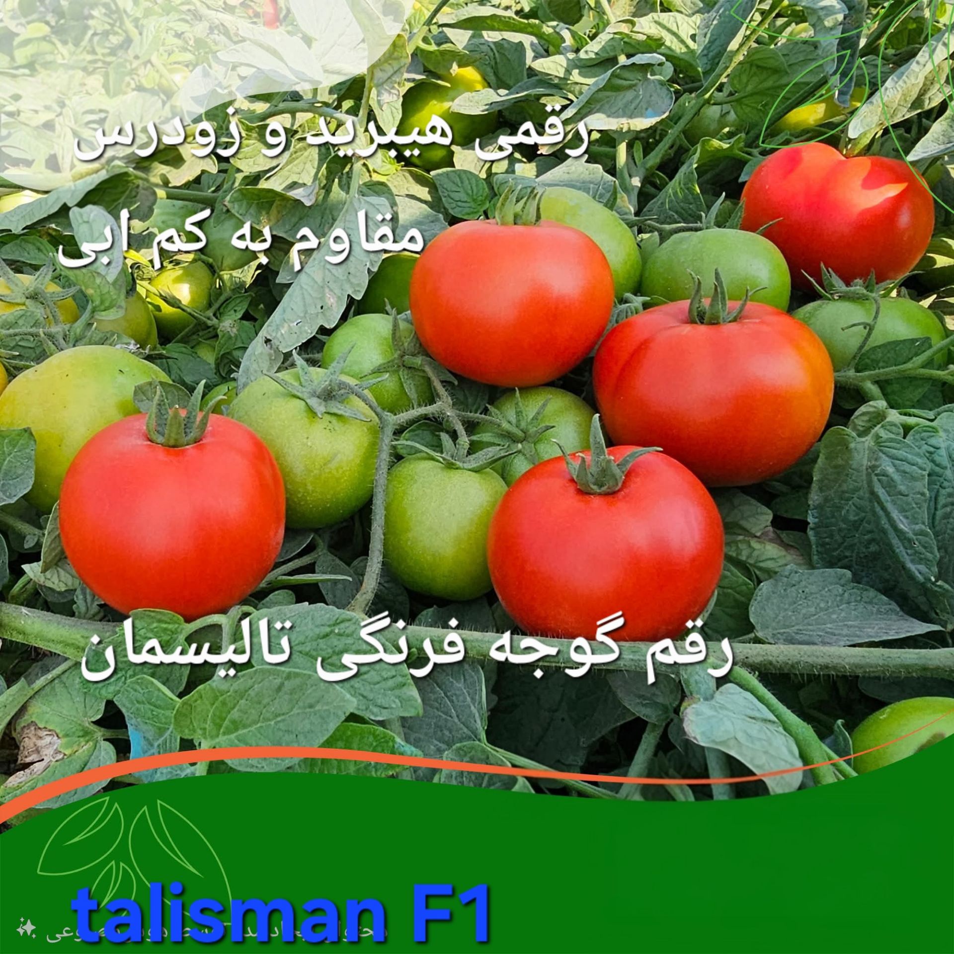 بهترین بذر گوجه فرنگی پربازده قابل کشت در کل ایران
