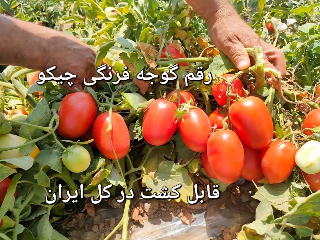بهترین بذر گوجه فرنگی مقاوم به شوری آب و خاک