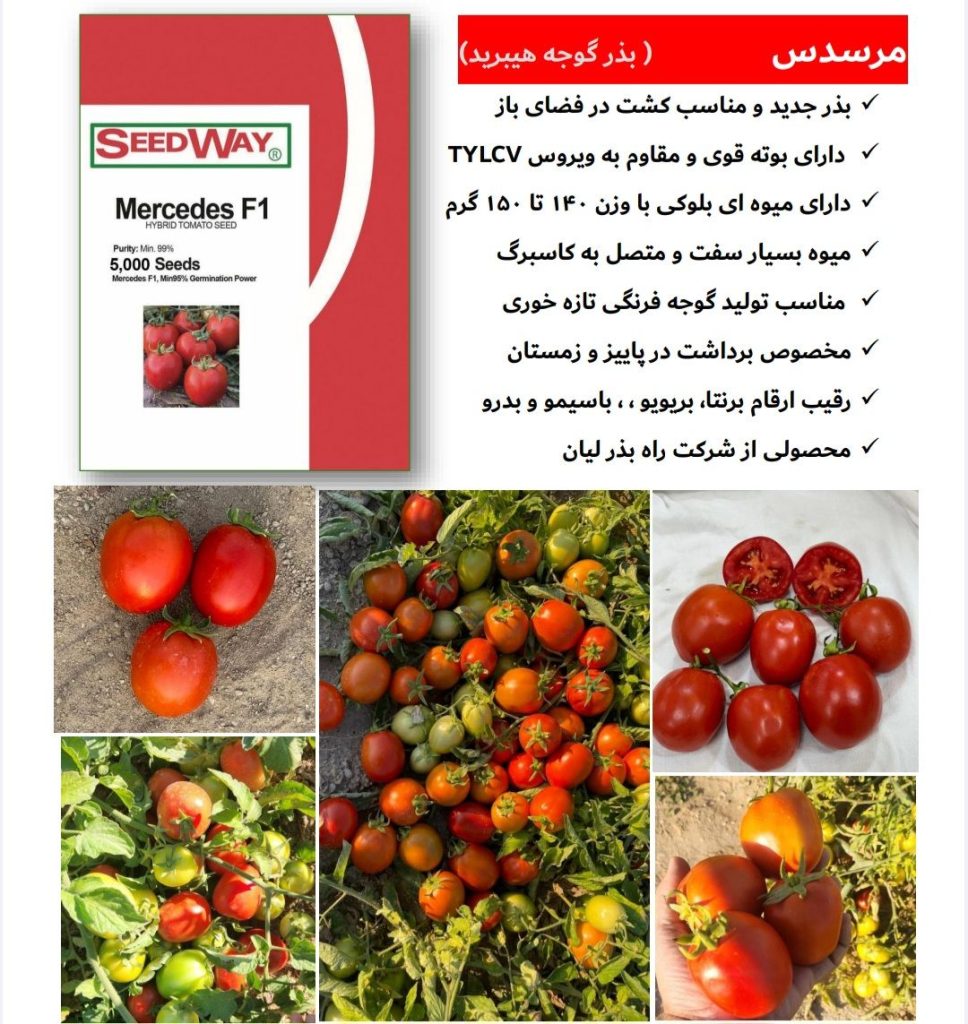 بهترین بذر گوجه فرنگی مقاوم به مگس سفید