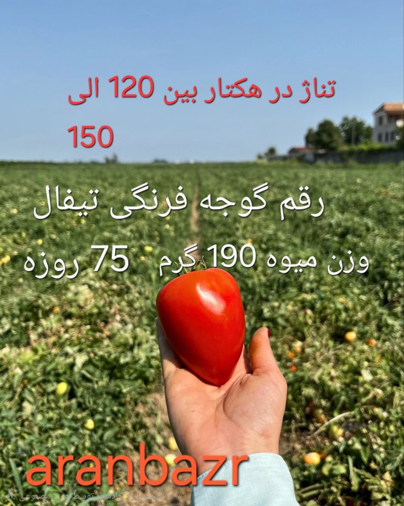 تغذیه بذر گوجه فرنگی تیفال