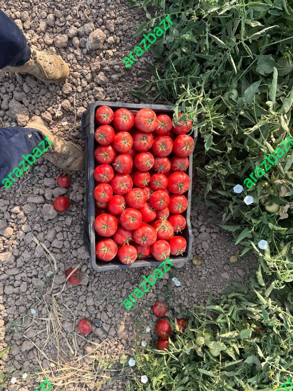 بررسی مقاومت بذر گوجه فرنگی ثانی