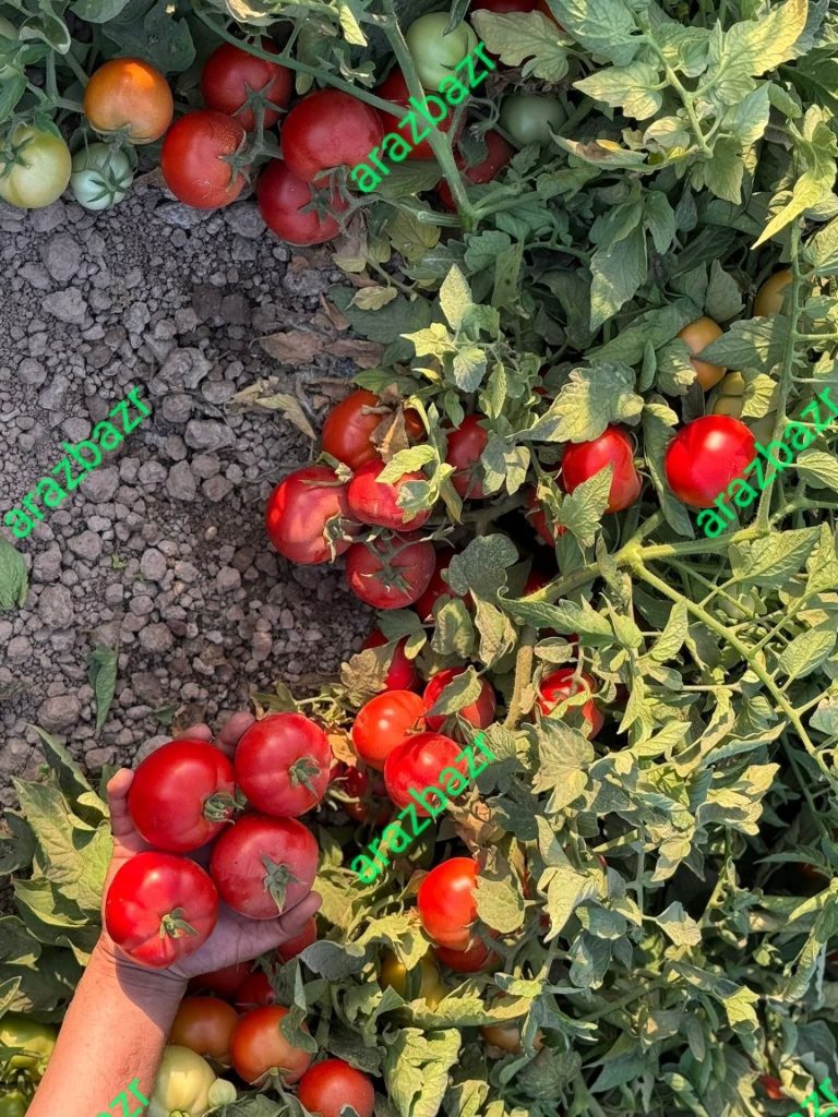 بذر گوجه فرنگی ثانی
