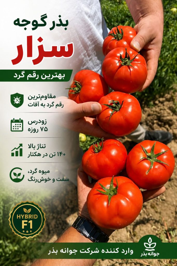 خرید بذر گوجه سزار