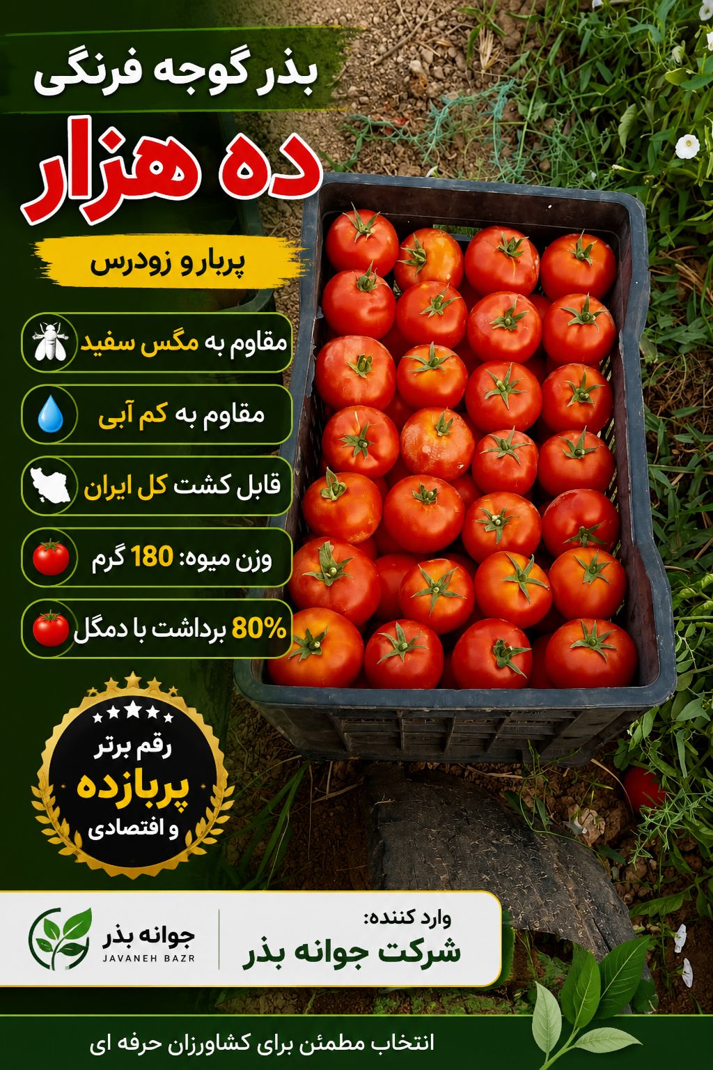 تغذیه و آبیاری مزارع گوجه فرنگی