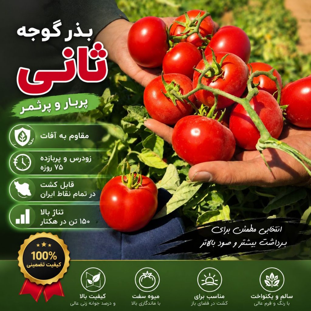بذر گوجه مقاوم به تنش اب و هوا رقم ثانی