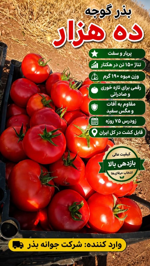 بهترین بذر گوجه زودرس در سایت اراز بذر