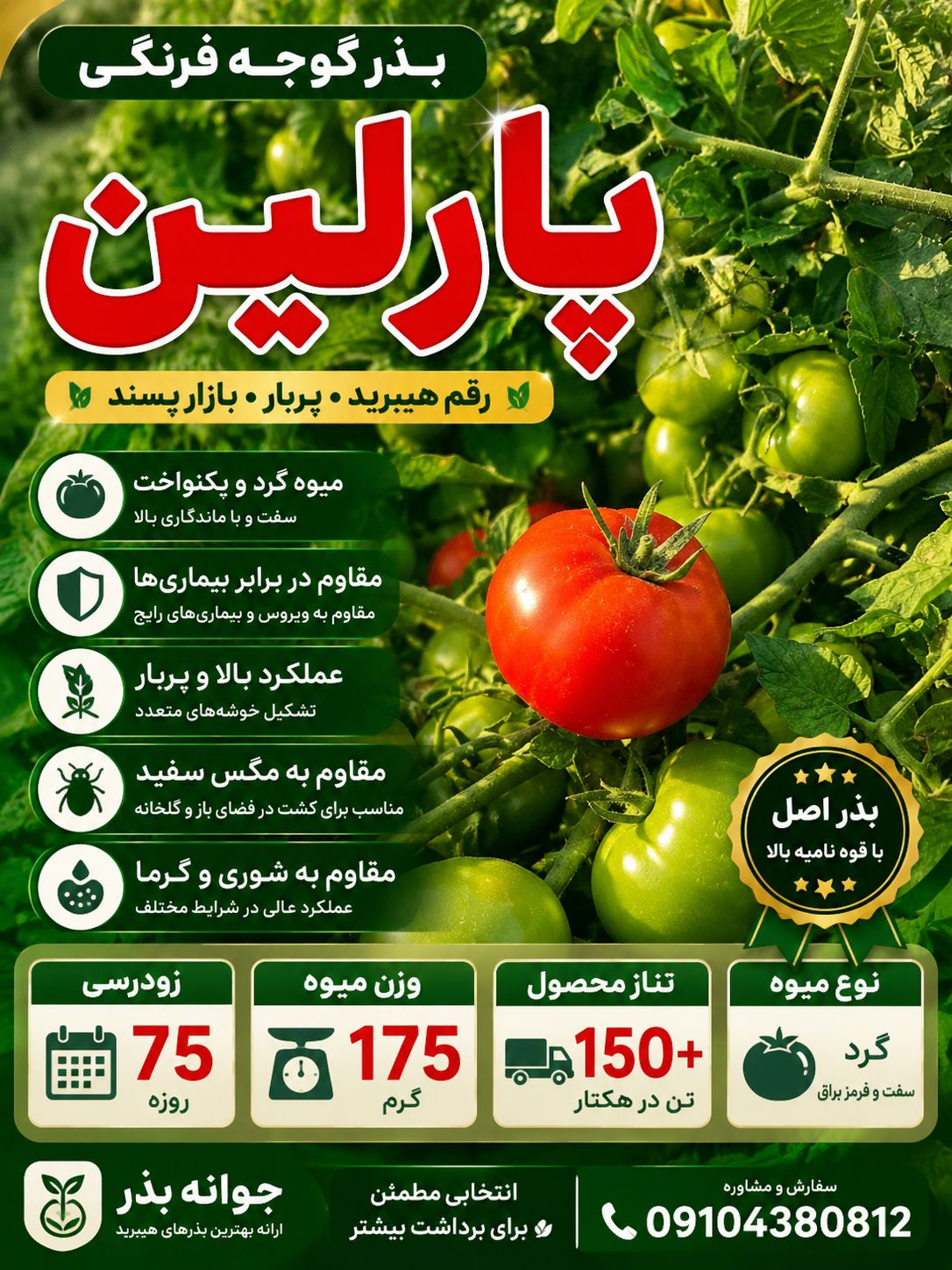 بهترین رقم گوجه پارلین 75 روزه