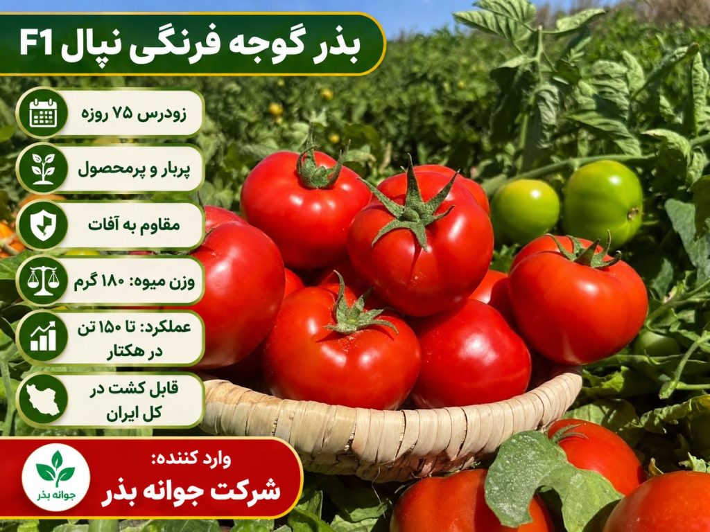 رقم گوجه گرد پربار نپال