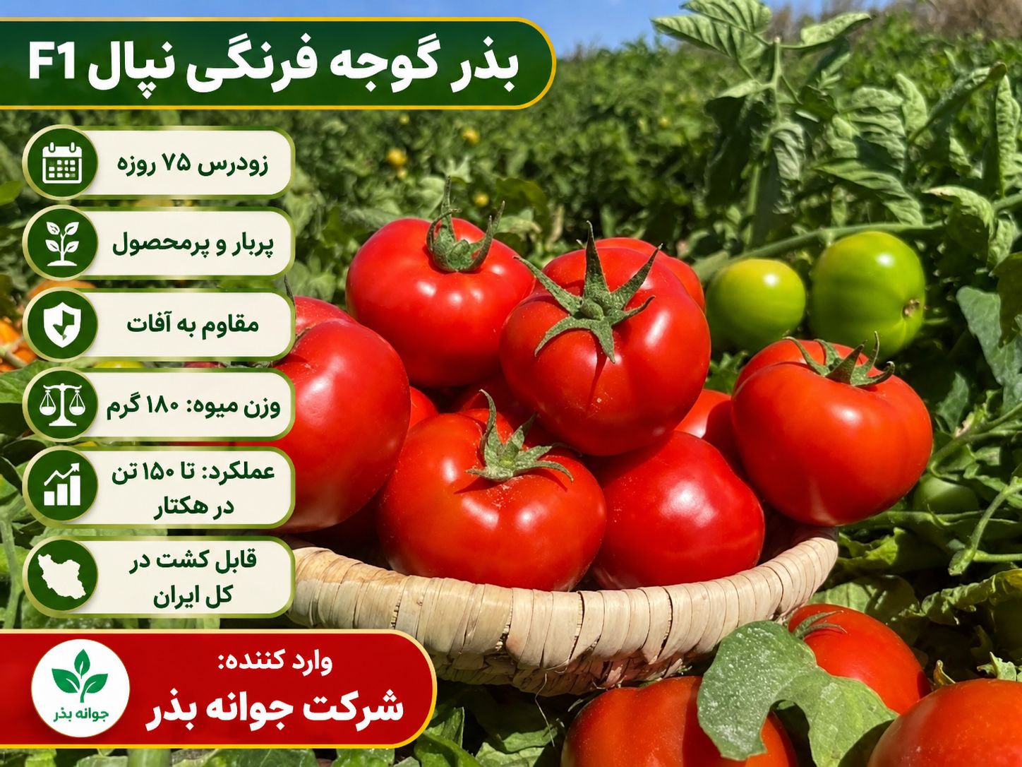 رقم گوجه گرد پربار نپال