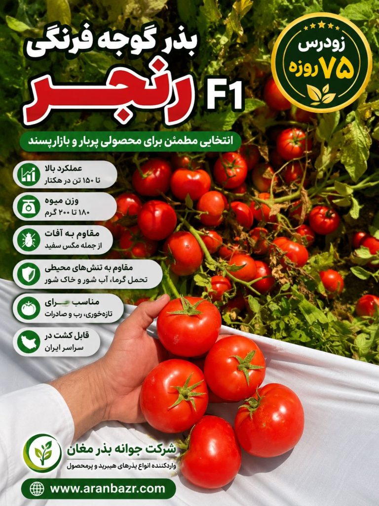 تفاوت بذر گوجه رنجر با ۰۷۴ مقایسه کامل دو رقم گرد پربازار