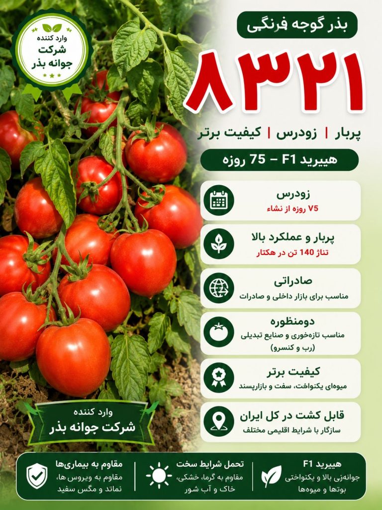 گوجه فرنگی گرد