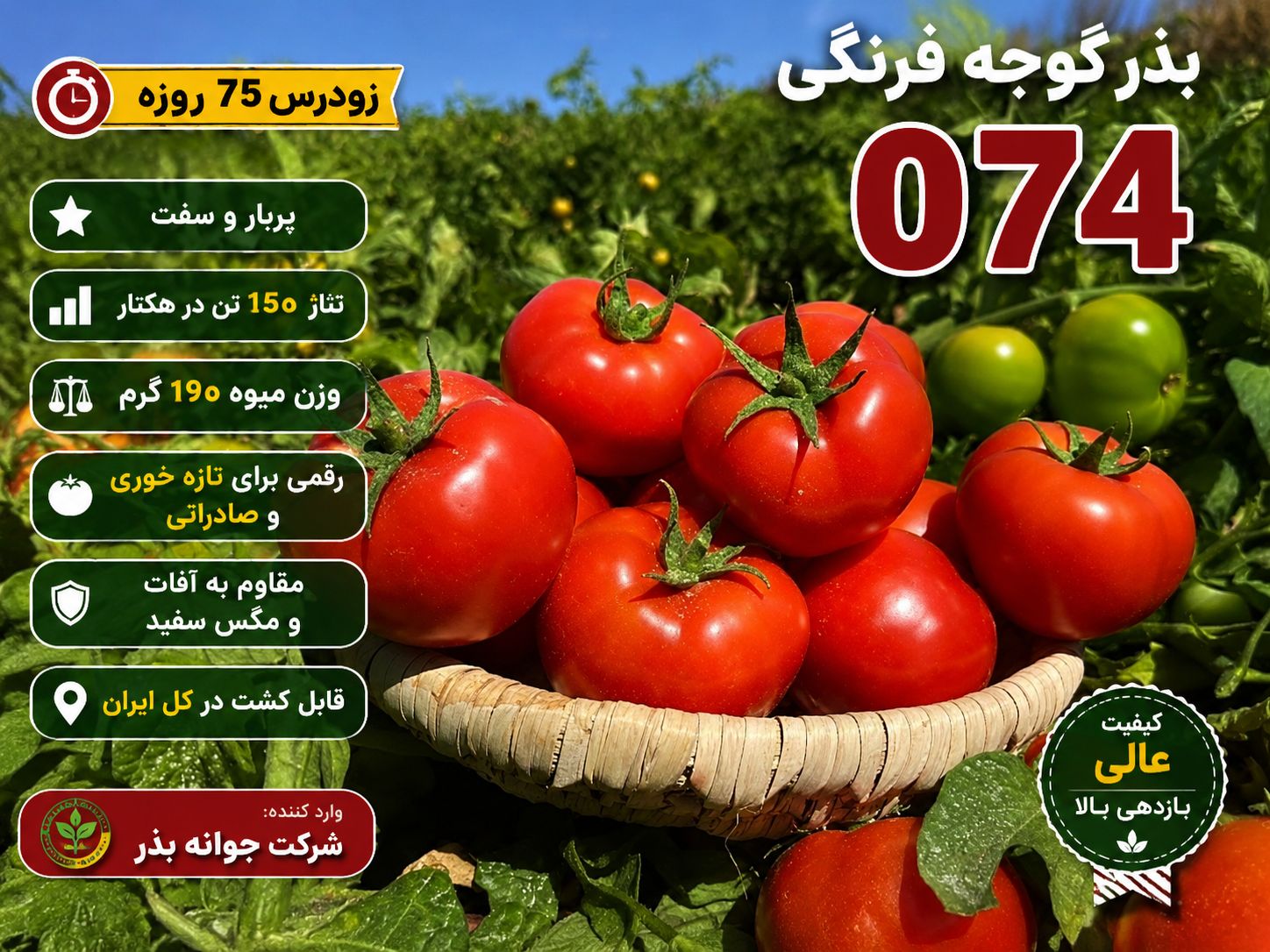 بهترین رقم گوجه 074