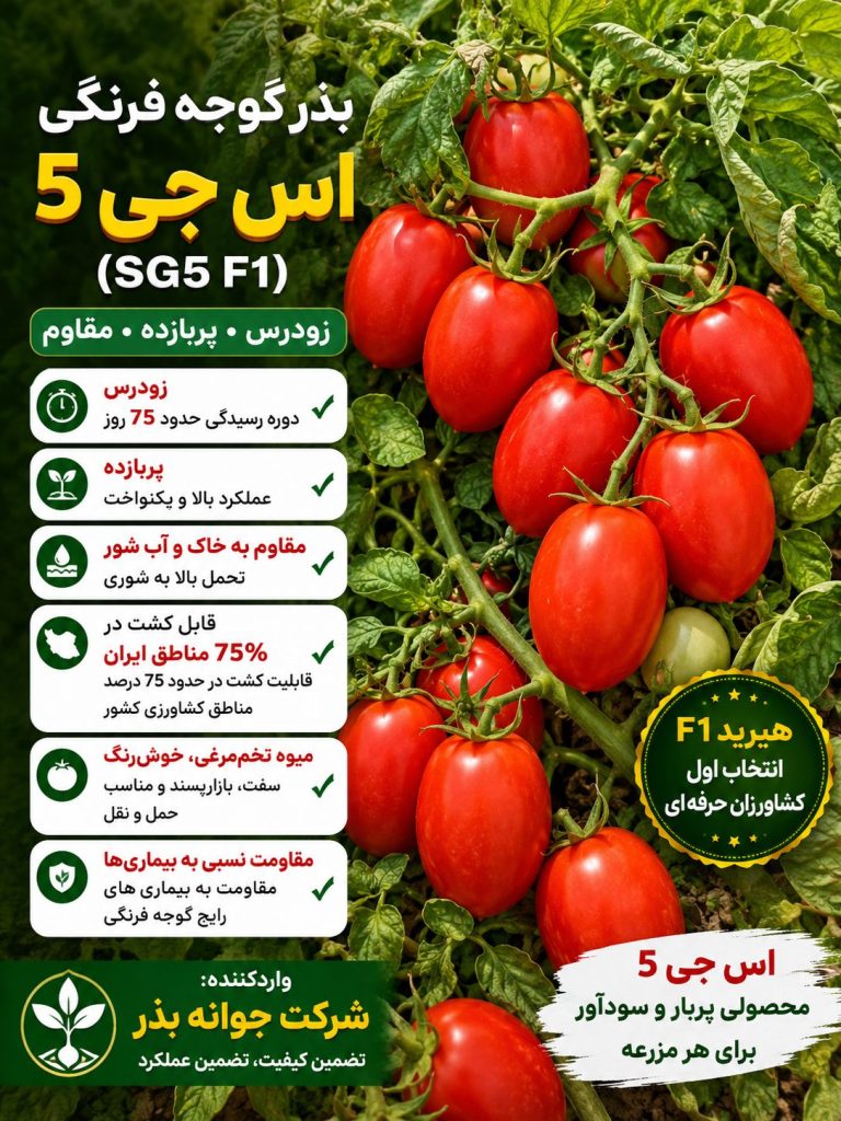رقم گوجه پربار اس جی 5